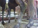 häst i transport till Mexico 2012 med brutet ben