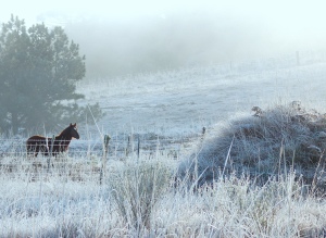häst i vinter